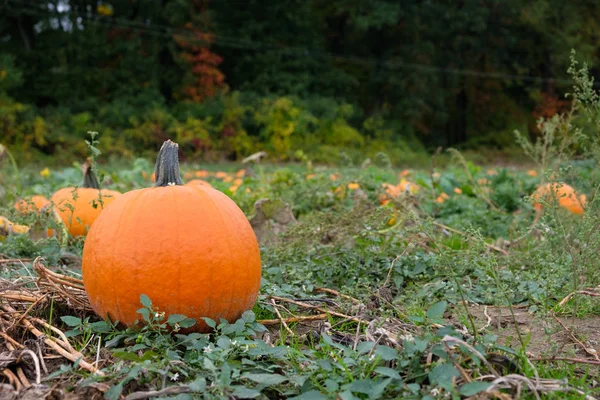 Calabazas en el campo —  Fotos de Stock