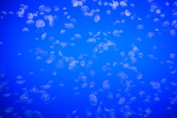 Maneter eller Rhizostoma pulmo flytande i akvarium — Stockfoto