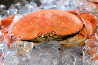 Ice cube üzerinde büyük Dungeness yengeç