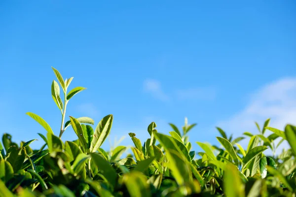 Brote verde y hojas contra el cielo azul — Foto de Stock