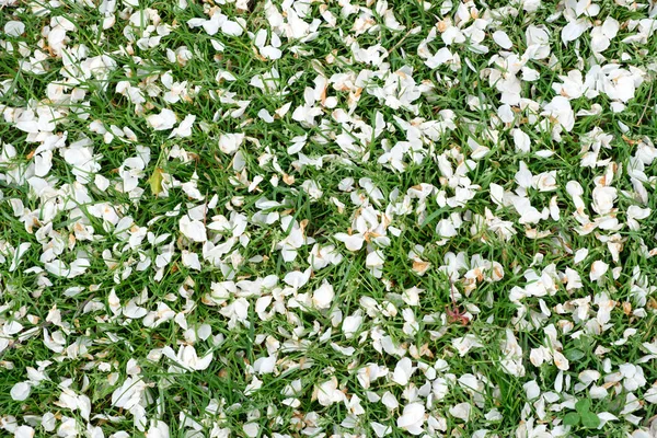 Fondo natural de primavera hecho de pétalos de flores y hierba verde — Foto de Stock