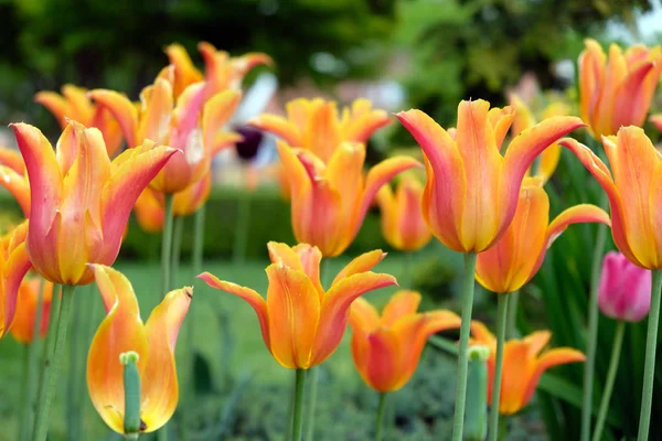 Fiore di tulipano arancione in giardino — Foto Stock