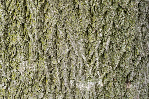 Dikişsiz ağaç kabuğu arka plan — Stok fotoğraf