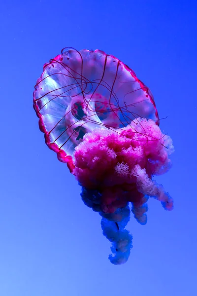 Medusa ou Rhizostoma pulmo flutuando no aquário — Fotografia de Stock