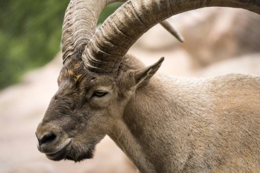 Batı Kafkasya turunun yakın görünümü