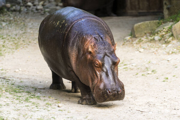Full portrait of a common hippo walking on land