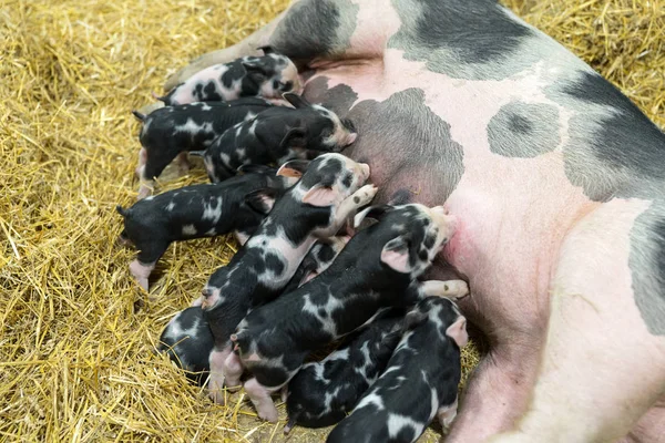 Mamãe porco alimentando pequenos leitões famintos — Fotografia de Stock