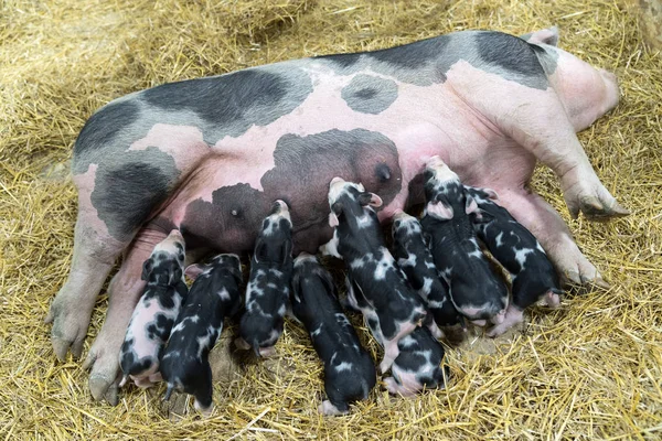 Mamãe porco alimentando pequenos leitões famintos — Fotografia de Stock