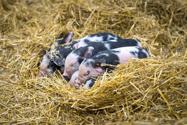 Grupo de lechones recién nacidos en la granja — Foto de Stock