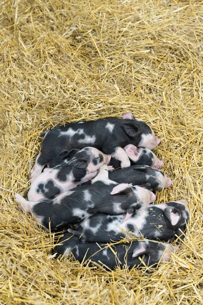 Groupe de porcelets nouveau-nés dans la ferme — Photo