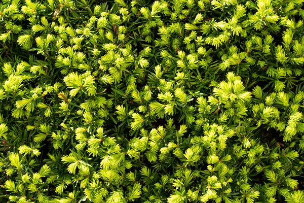 Natürliche grüne Blätter Hintergrund — Stockfoto