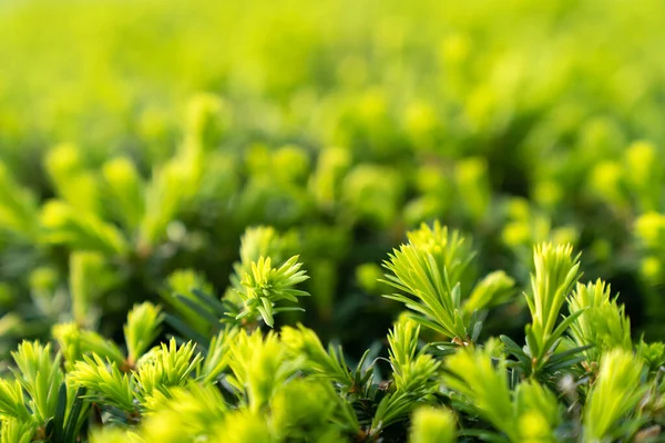 Naturalne zielone liście tło — Zdjęcie stockowe