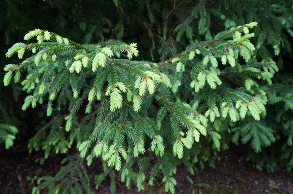 Green young needles of fir tree. — Stock Photo, Image
