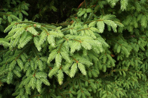 Green young needles of fir tree. — Stock Photo, Image