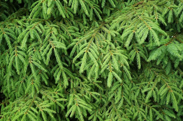 Grüne Tannennadeln Wald — Stockfoto