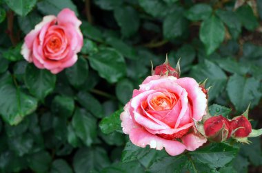 Çiçek gül Bush su damlaları.