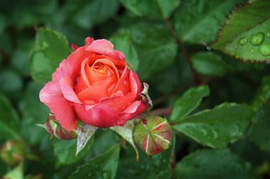 Çiçek gül Bush su damlaları.