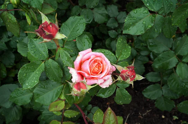 Flowers Leaves Rose Bush Water Drops — Stock Photo, Image