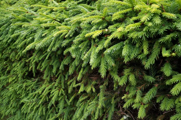 Grüne Junge Nadeln Der Tanne — Stockfoto