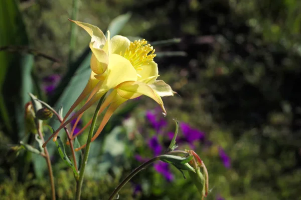 Columbine Aquilegia Sarı Çiçek — Stok fotoğraf