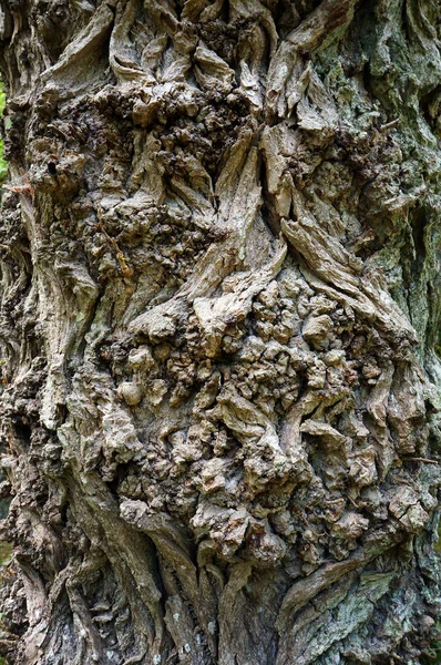 Old Tree Bark Rough Texture Natural Textured Background — Stock Photo, Image