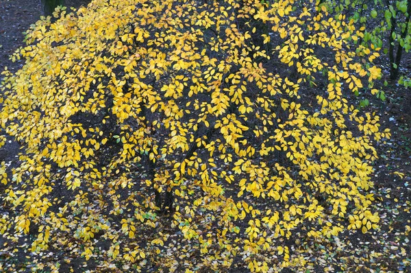 Gele Bladeren Herfst — Stockfoto