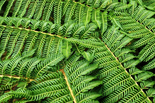 シダの葉 自然の緑の背景 — ストック写真