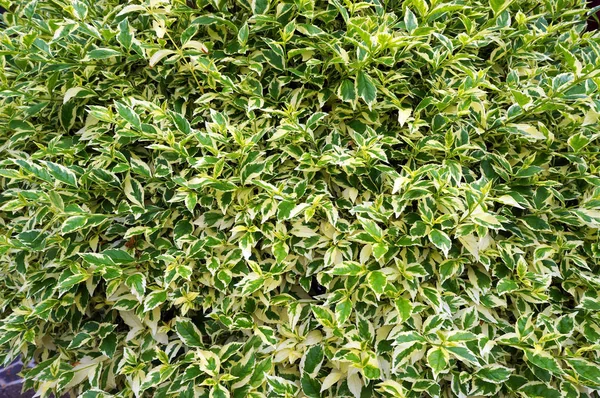 Lush foliage of waringin (Ficus benjamina).
