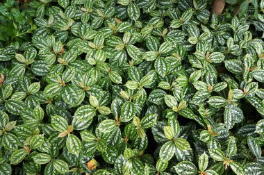 Süslü bitki Pilea Cadierei 'nin (Alüminyum Bitkisi) yemyeşil yaprakları. Doğal yeşil arkaplan.