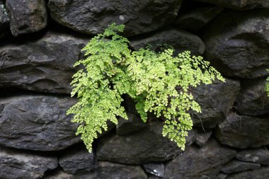 Baldırıkara otu fern (Adiantum capillus-veneris) rock taş içinde büyüyen yeşil yaprakları.          