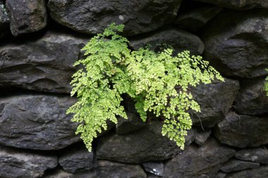 Green leaves of Maidenhair fern (Adiantum capillus-veneris) growing in rock stones.           clipart