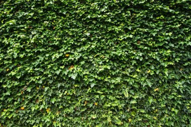 Ivy (Hedera). Duvar yapraklarla kaplı. Doğal yeşil arkaplan.