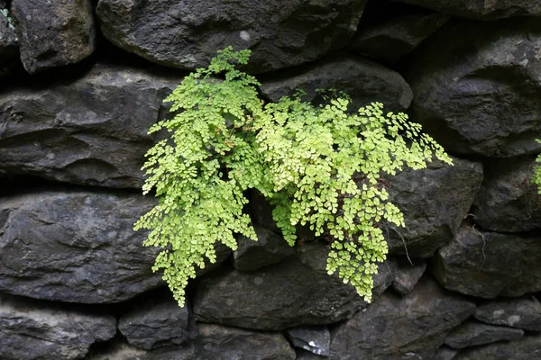 Zielone Liście Paproci Adiantum Capillus Veneris Rośnie Kamienie Rock — Zdjęcie stockowe