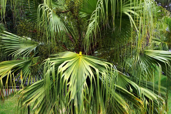 Fan Palmiye Livistona Büyük Yeşil Yaprakları — Stok fotoğraf