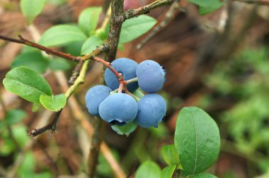 Bog whortleberry (Aşı Uliginosum) kümesi.