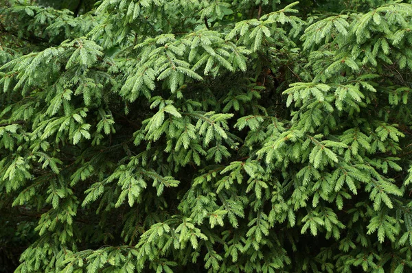 Green Needles Young Fir Tree Forest — Stock Photo, Image