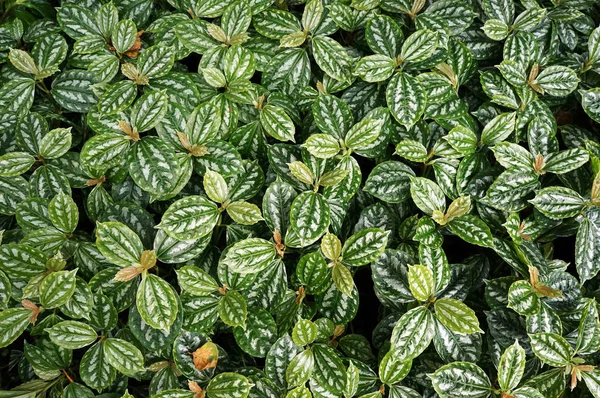 Lush foliage of decorative plant Pilea cadierei (Alumnium Plant). Natural green background.