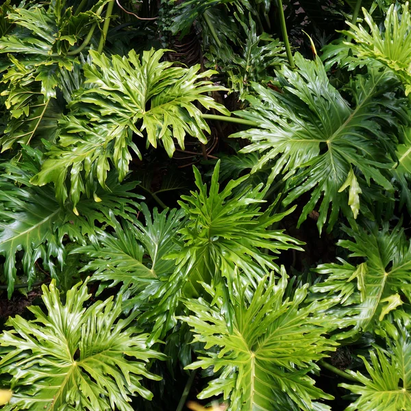 熱帯林のモンステラの大きな緑を葉します — ストック写真