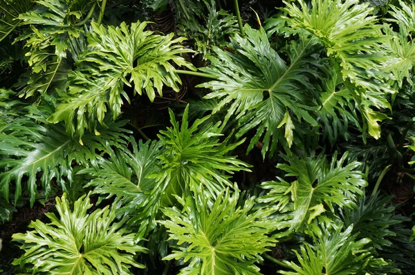 Grandes Hojas Verdes Monstera Bosque Tropical — Foto de Stock