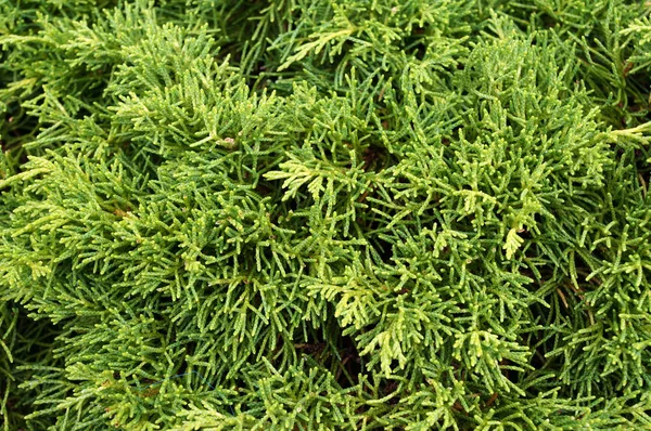 Thuja アーバーの Vitae 自然の緑の背景 — ストック写真