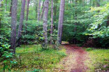 Karışık çam ve yaprak döken orman yolu. 