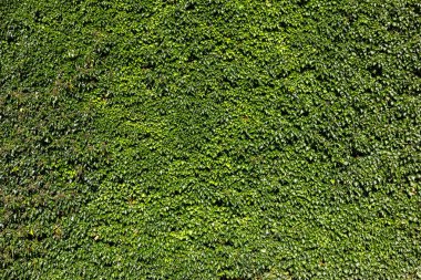 Ivy (Hedera). Duvar yapraklarla kaplı. Doğal yeşil arkaplan.
