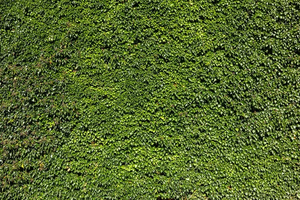 Ivy Hedera Vagyok Levéllel Borított Fal Természetes Zöld Háttér — Stock Fotó