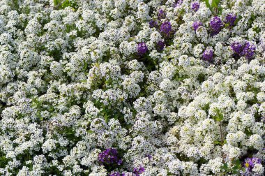 Alyssum beyaz ve Lila çiçek flowerbed içinde. Çiçek arka plan.