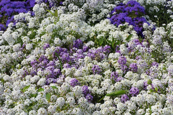 Flores Blancas Lila Alyssum Lecho Flores Fondo Floral —  Fotos de Stock