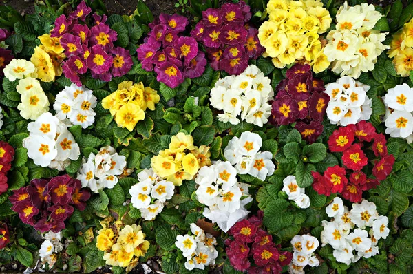 Primrose (Primula). Coloridas flores de primavera . —  Fotos de Stock
