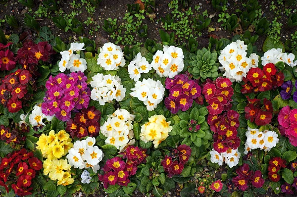Primrose (Primula). Colorful spring flowers. — Stock Photo, Image