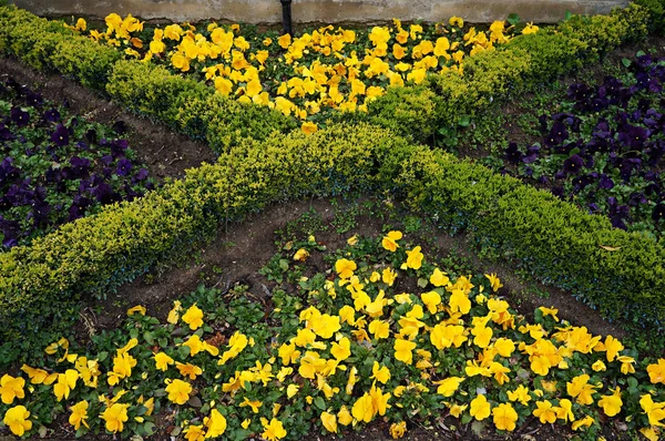 Yellow and violet pansy and boxwood on flower bed. — Stock Photo, Image