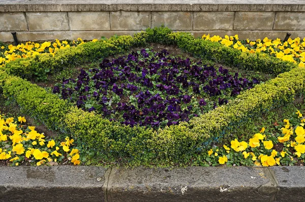 Violet and yellow pansy and boxwood on flower bed after rain. — Stock Photo, Image