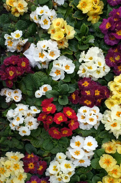 Colorful flowers of Primrose (Primula). — Stock Photo, Image